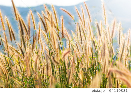 Flower grass have sun was shining evening. Grass of the wind Flower grass have sun was shining evening. Grass of the wind 64110381