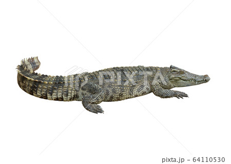 Crocodile with isolate white background, clipping 64110530