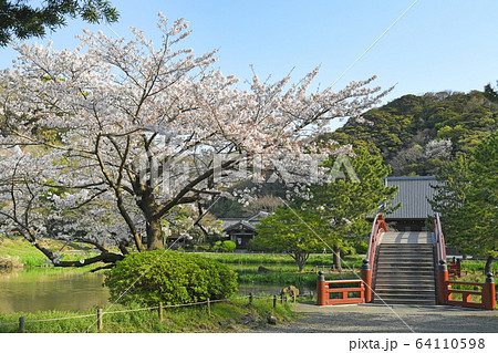 横浜市金沢区金沢　称名寺の桜 64110598