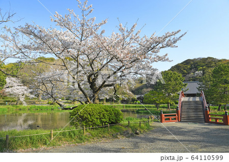 横浜市金沢区金沢　称名寺の桜 64110599