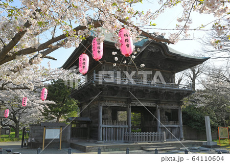 横浜市金沢区金沢 称名寺の桜 横浜市金沢区金沢 称名寺の桜 64110604