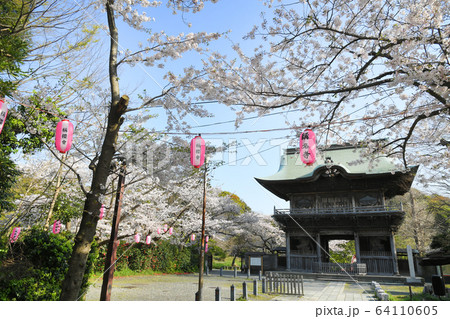 横浜市金沢区金沢　称名寺の桜 64110605