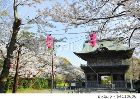 横浜市金沢区金沢 称名寺の桜 横浜市金沢区金沢 称名寺の桜 64110606