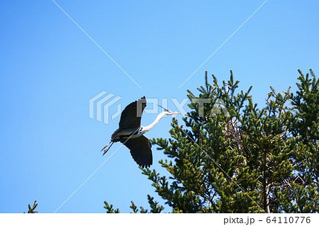 アオサギ　野鳥 64110776