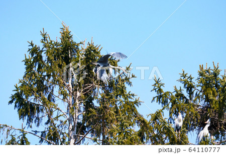 アオサギ　野鳥 64110777