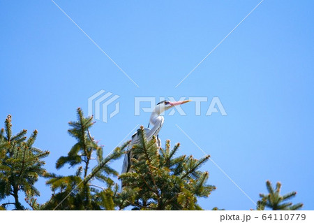 アオサギ 野鳥 アオサギ 野鳥 64110779