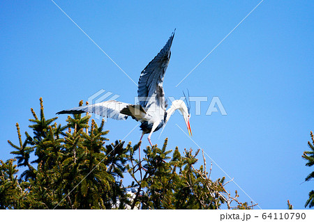 アオサギ　野鳥 64110790