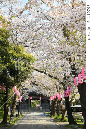 横浜市金沢区金沢　称名寺の桜 64110798