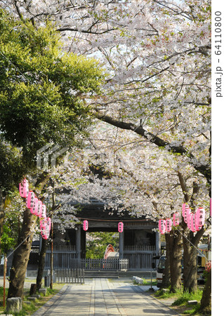 横浜市金沢区金沢　称名寺の桜 64110800