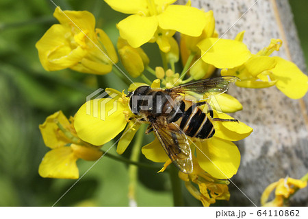 シマハナアブ シマハナアブ 64110862