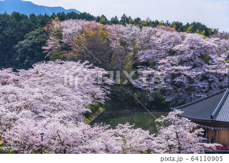 桜と安部文殊院金閣浮御堂 桜と安部文殊院金閣浮御堂 64110905