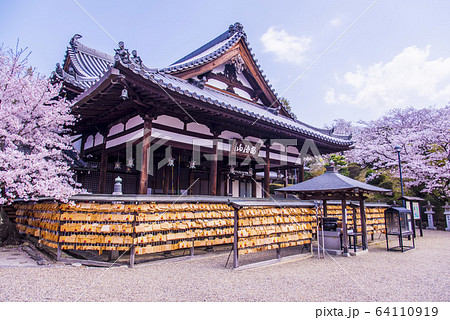 桜と安倍文殊院本堂 64110919