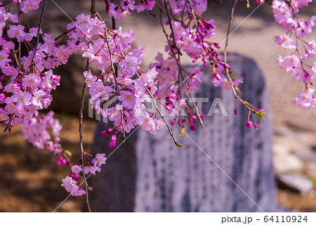 枝垂れ桜 64110924