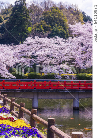 桜と安部文殊院 桜と安部文殊院 64110931