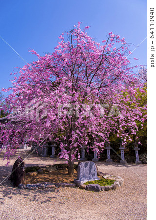 枝垂れ桜 64110940