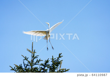 ダイサギ　野鳥 64110987