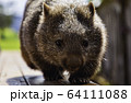 ウォンバット　正面２ 64111088