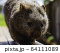 ウォンバット　正面３ 64111089