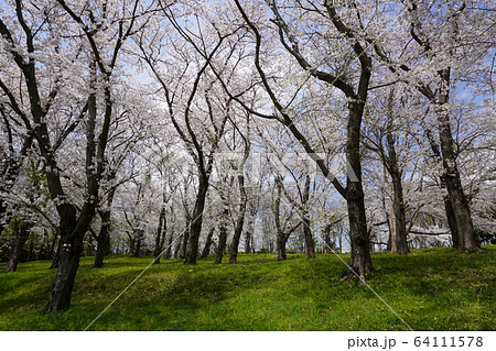 根岸森林公園 根岸森林公園 64111578