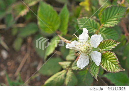 白いクサイチゴの花 64111593