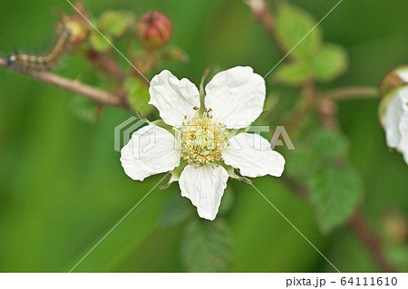 白いクサイチゴの花 白いクサイチゴの花 64111610
