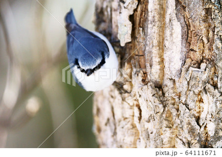 ゴジュウカラ 野鳥 ゴジュウカラ 野鳥 64111671