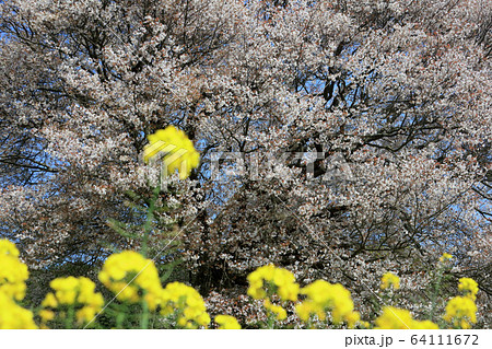 馬場の山桜 馬場の山桜 64111672