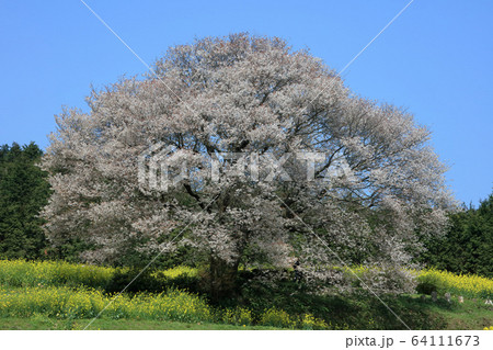 馬場の山桜 馬場の山桜 64111673