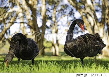 ブラックスワン　ダブル 64112109