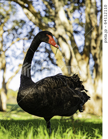 ブラックスワン　正面 64112110