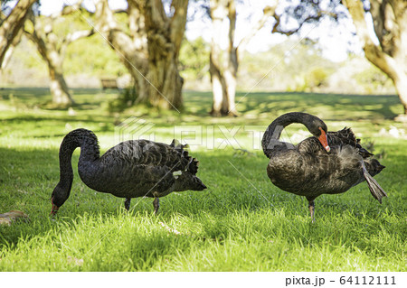 ブラックスワン　ダブル２ 64112111