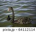 ブラックスワン　水面 64112114