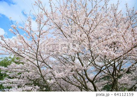 桜の花　ソメイヨシノ 64112159