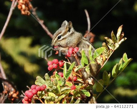 実を食べるリス/Chipmunk Eat Fruits 64112271