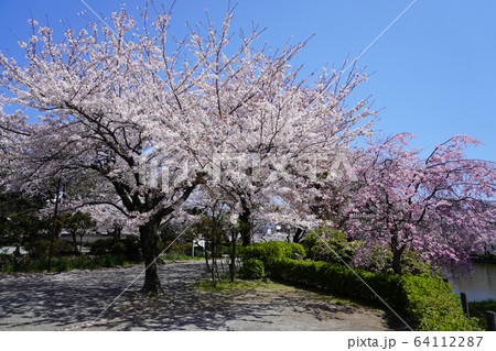 小田原城址公園  64112287