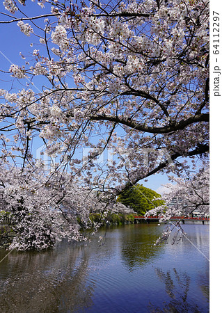 小田原城址公園 小田原城址公園 64112297