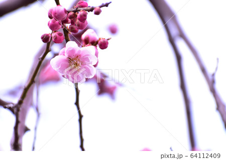 梅 梅の花 開花 仰角 梅 梅の花 開花 仰角 64112409