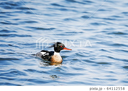 ウミアイサ　野鳥 64112558