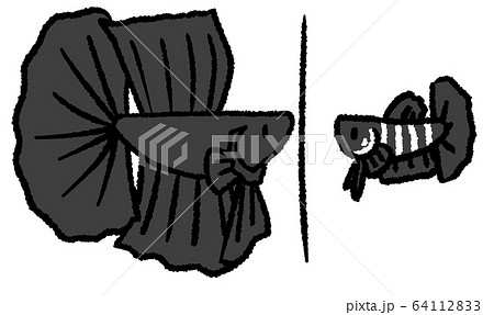 ベタのお見合い(黒色・婚姻線あり) ベタのお見合い(黒色・婚姻線あり) 64112833