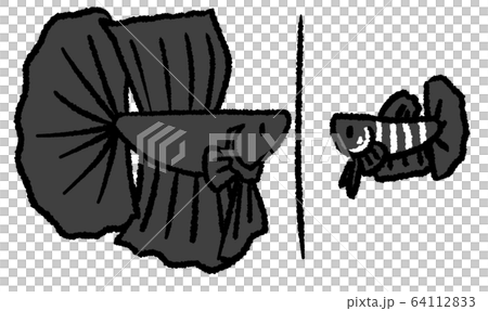 ベタのお見合い(黒色・婚姻線あり) ベタのお見合い(黒色・婚姻線あり) 64112833