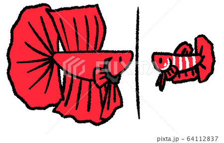 ベタのお見合い(青色・婚姻線あり) ベタのお見合い(青色・婚姻線あり) 64112837