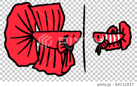 ベタのお見合い(青色・婚姻線あり) ベタのお見合い(青色・婚姻線あり) 64112837