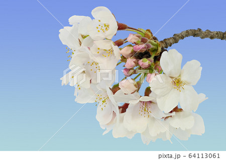 【桜】 (深度合成) 【桜】 (深度合成) 64113061
