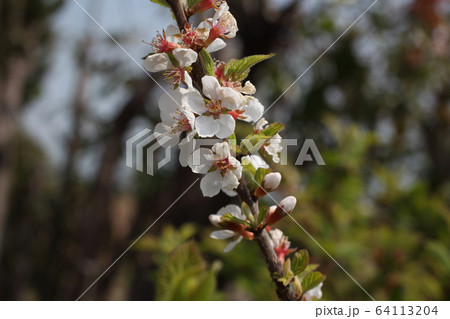 ユスラウメの花 64113204