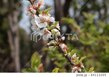 ユスラウメの花 ユスラウメの花 64113205