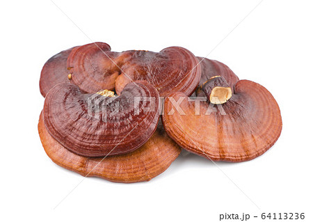 Ganoderma Lucidum Mushroom an isolated on white Ganoderma Lucidum Mushroom an isolated on white 64113236