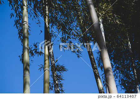 木洩れ日射す竹林と青空　a-2 マット仕上げ 64113407