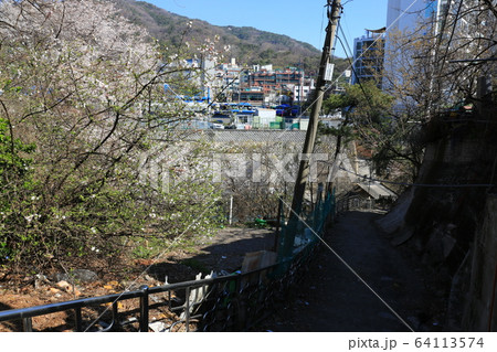 春の花 路地 再開発 64113574