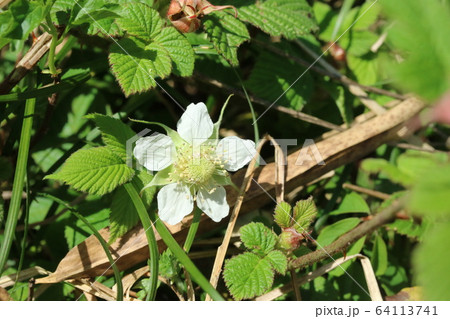 咲きたてのクサイチゴ（草苺）の花は 蕊が真っ白です！ 64113741