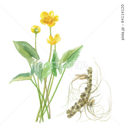 河骨　花と根 64114120